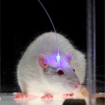الکترود مغز موش آزمایشگاهی
